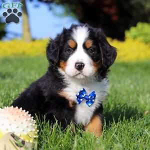 Zeke, Bernese Mountain Dog Puppy